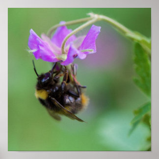 Pôster Bumble Bee Photo