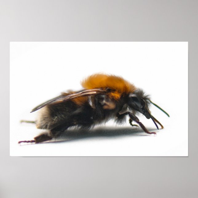 Pôster Bumblebee (Frente)