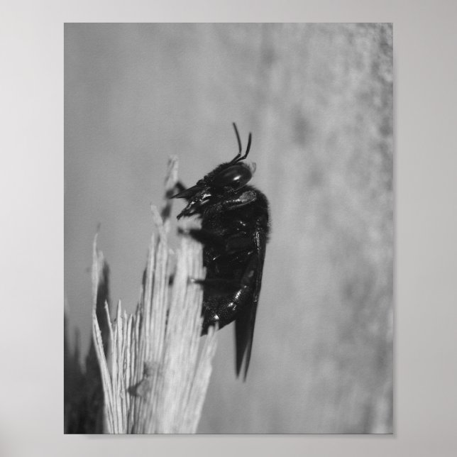 Poster Bumblebee (Frente)