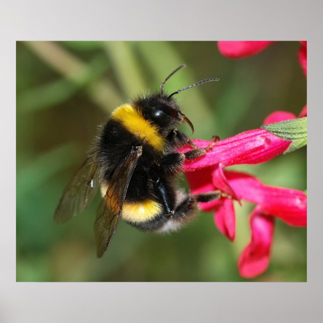 Pôster Bumblebee (Frente)