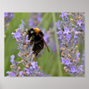 Poster Bumblebee alimentando-se de flores lavandas
