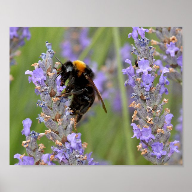 Poster Bumblebee alimentando-se de flores lavandas (Frente)