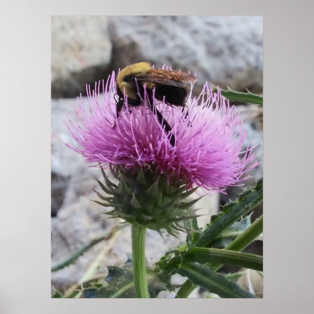 Poster Bumblebee colhendo uma flor de tristes roxas (Frente)