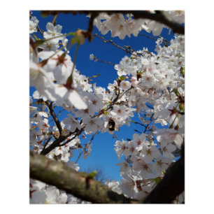 Pôster Bumblebee na flor de cerejeira selvagem