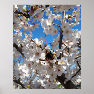 Poster Bumblebee na flor de cerejeira selvagem