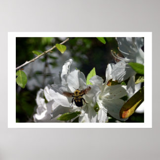 Pôster Bumbling Bee