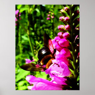 Pôster Bumbum da abelha
