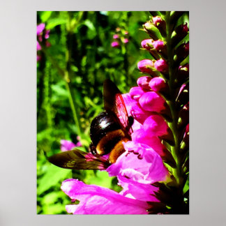 Pôster Bumbum de abelhas