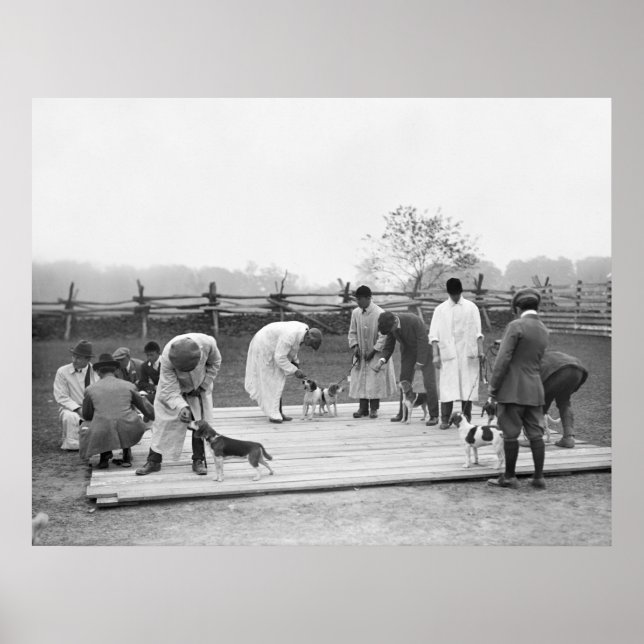 Pôster Bunch of Beagles, 1914 (Frente)