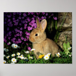 POSTER BUNNY