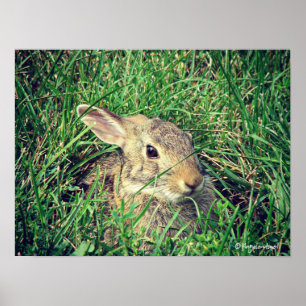 Pôster Bunny