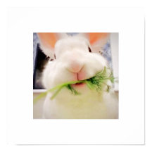 Poster Bunny Munching