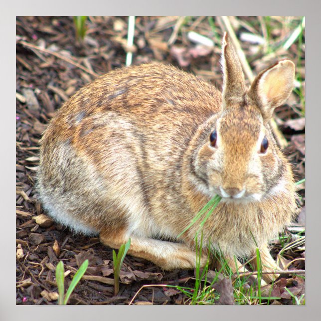 Poster Bunny Rabbit (Frente)