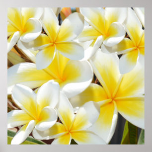 Poster Buquê amarelo branco de Frangipani,