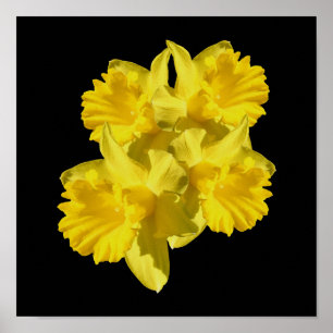 Poster Buquê Amarelo de Flores Daffodil