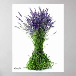 Poster Buquê da lavanda
