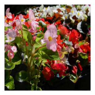 Pôster Buquê de Begonias...