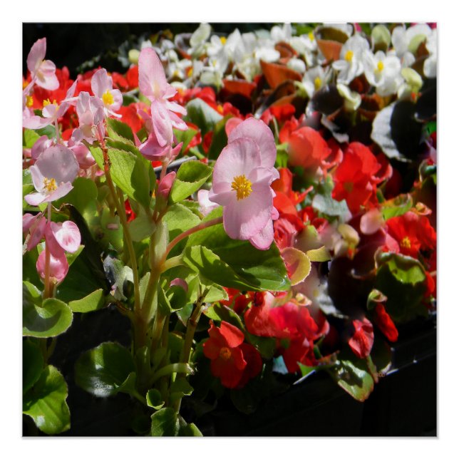 Pôster Buquê de Begonias... (Frente)