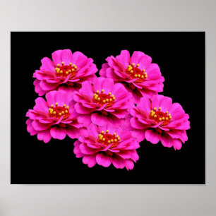 Poster Buquê de Flor Zinnia Rosa