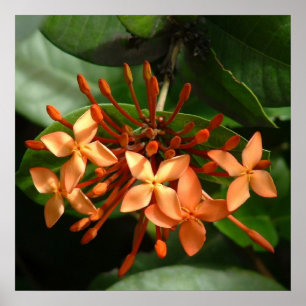 Pôster Buquê de Ixora