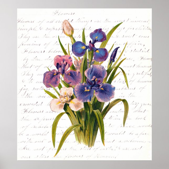 Poster Buquê de Lilacs - Texto de Clara Balfour (Frente)