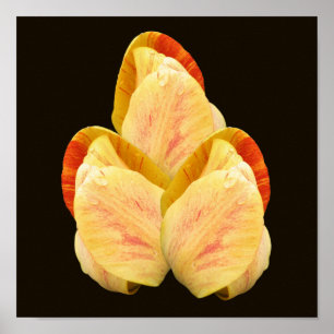 Poster Buquê de Petéis de Flor de Tulip Amarelo