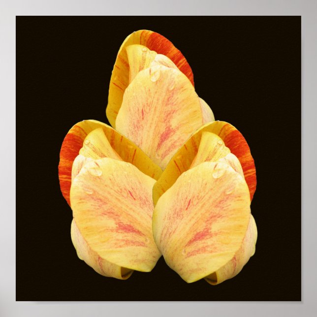 Poster Buquê de Petéis de Flor de Tulip Amarelo (Frente)