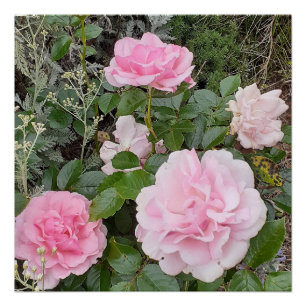 Pôster Buquê de Rosas Flor Rosa Floral Jardim Radox