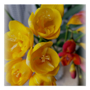 Pôster buquê freesias