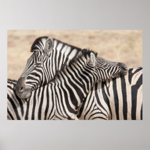 Poster Burchell's Zebras Necking