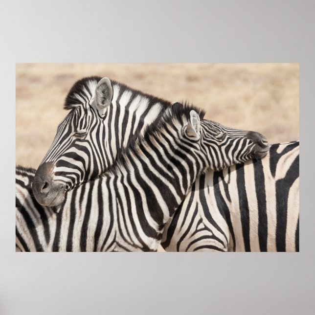Poster Burchell's Zebras Necking (Frente)