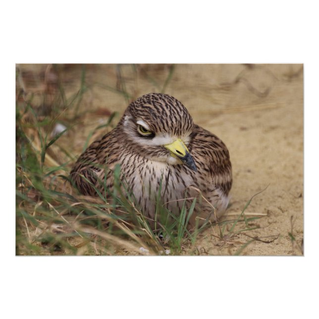 Pôster Burhinus oedicnemus (Frente)