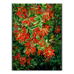 Pôster Burning Bush e Emu Wren do Chile, belas artes,