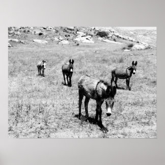 Pôster burro 001