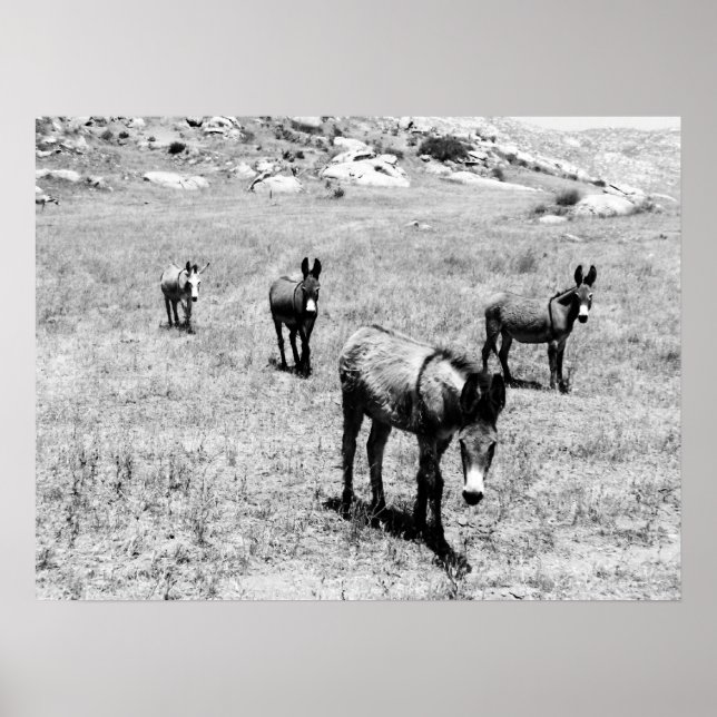 Pôster burro 001 (Frente)