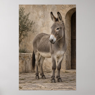 Poster Burro Cinza em Pátio de Pedra Rústica Arte de Pare