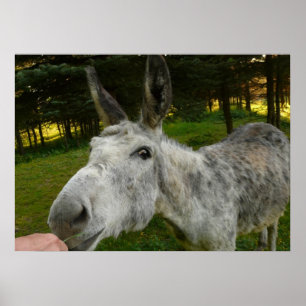 Pôster Burro Fofa Fazenda de Mulas Animal País Destino
