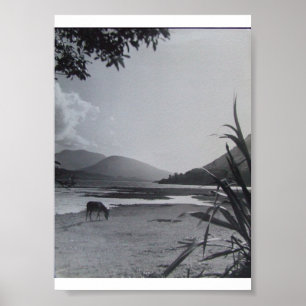 Poster Burro na Costa, Anos 60 Ilha Achill Irlanda