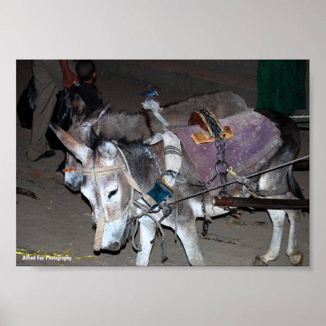 Poster Burros de Luxor (Frente)