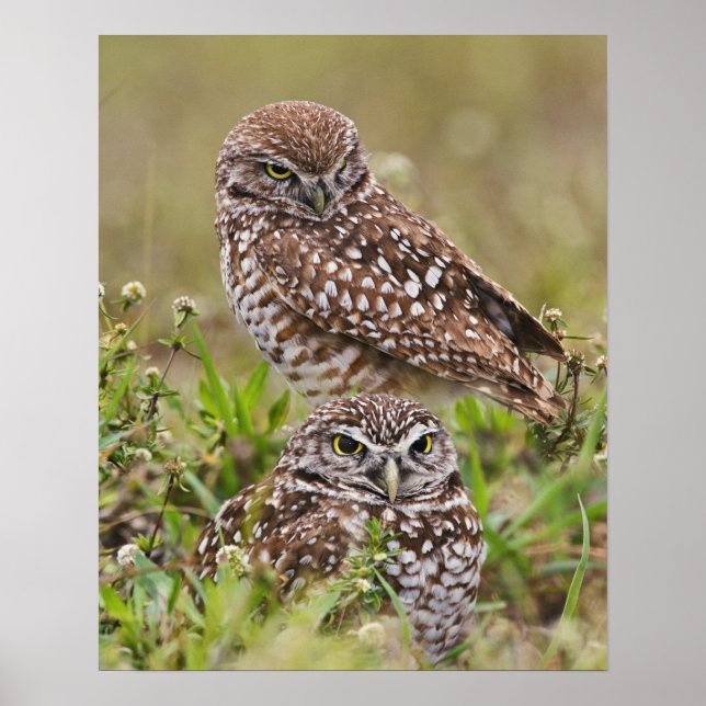 Pôster Burrowing Owl, Athene Cunicularia, Cabo Coral, (Frente)
