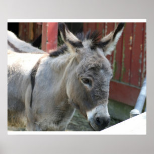 Pôster Burrro Mula Fazenda Animal País Destino