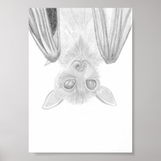 Poster Burt O Morcego, Desenho de Animal