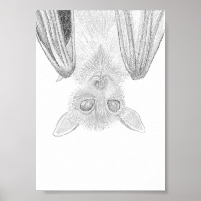 Poster Burt O Morcego, Desenho de Animal (Frente)