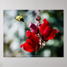 Buscando Néctar Doce