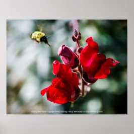 Poster Buscando Néctar Doce