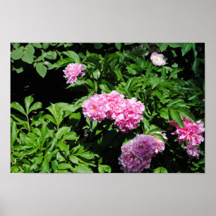 Poster Bush de florescência bonito