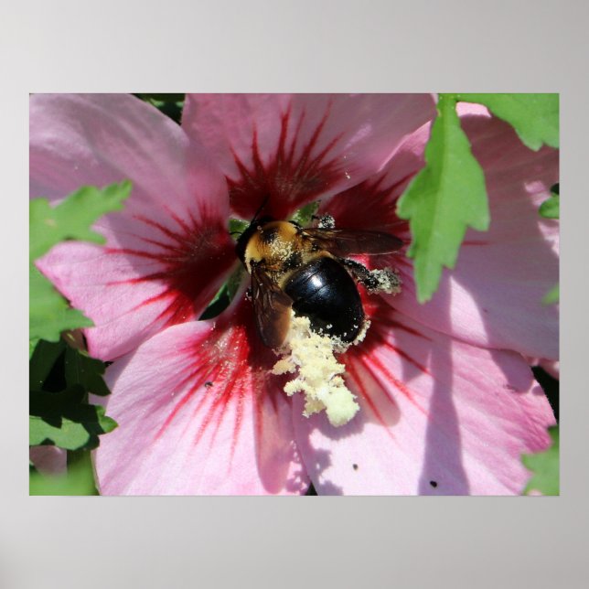 Poster Busy Be Collection Pollen in a Hibiscus  (Frente)