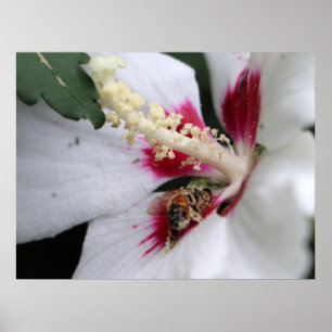 Poster Busy Bee Hibiscus Partido Pollen