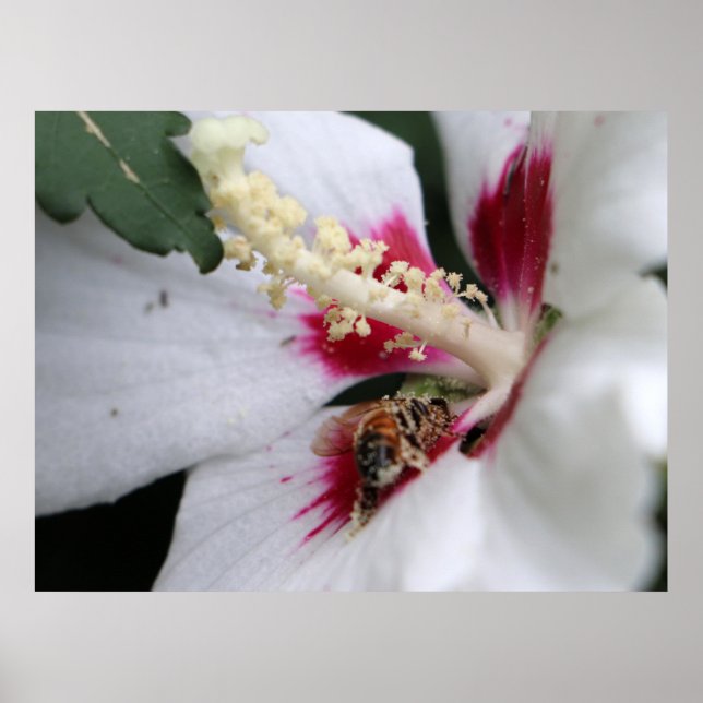 Poster Busy Bee Hibiscus Partido Pollen (Frente)