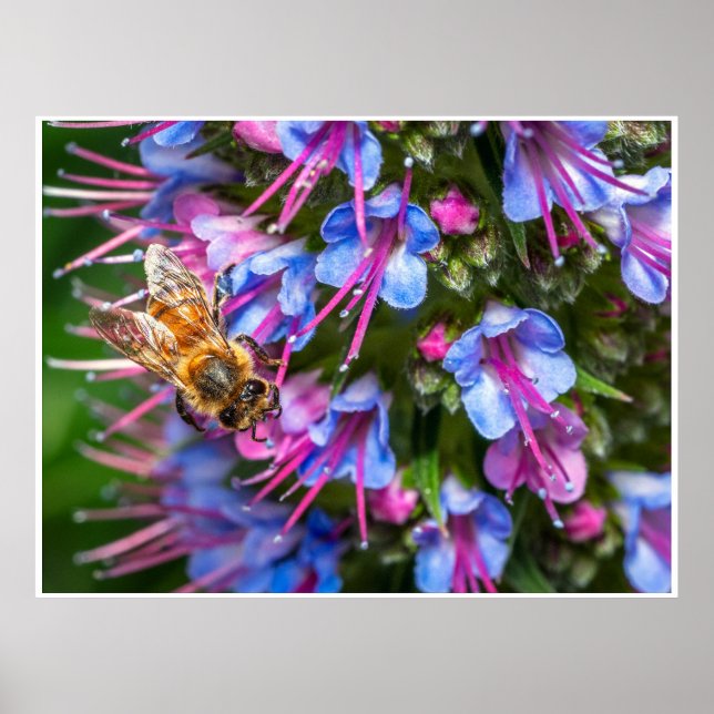 Poster Busy Busy (Frente)